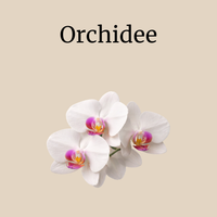 Orchidee