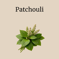 Patchouli