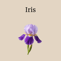 Iris